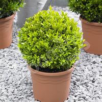 box buxus balls 22 25cm diameter pair