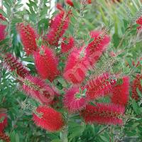 Bottlebrush Plant Callistemon ci...