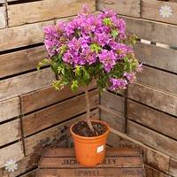 Bougainvillea \'Alexandra Pink\' standard 90cm plant