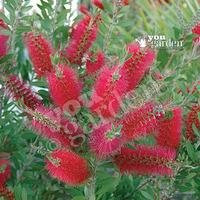 Bottlebrush Plant Callistemon ci...