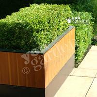 Box Hedging (Buxus sempervirens) 9cm pot 15-20cm tall