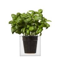 Boskke Cube Clear Planter with Water Reservoir, Large - Clear