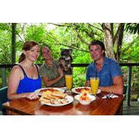 breakfast with the koalas at hartleys crocodile adventures from cairns ...