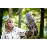 british birds of prey experience uk wide