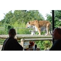 Breakfast with the Big Cats for Two