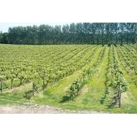 British Vineyard Tour and Tasting with Lunch for Two