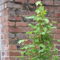 Brandywine Maple Tree