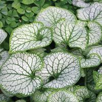 brunnera macrophylla jack frost large plant 2 x 2 litre potted brunner ...