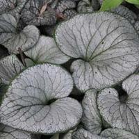 brunnera macrophylla silver heart large plant 1 x 2 litre potted brunn ...