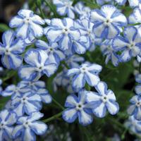 Brunnera macrophylla \'Starry Eyes\' - 1 bare root brunnera plant