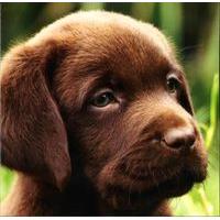 Brown labrador blank card