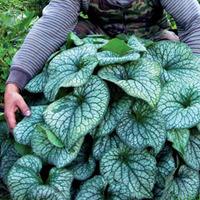 Brunnera \'Alexanders Great\' - 2 brunnera plug plants