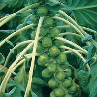 Brussels Sprout \'Trafalgar\' F1 Hybrid - 5 Brussels sprout plug plants