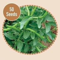 Broadbean Bunyards Exhibition 50 Seeds