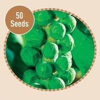 Brussels Sprout Bosworth F1 50 Seeds