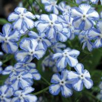 Brunnera macrophylla \'Starry Eyes\' - 2 bare root brunnera plants