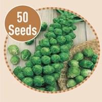 Brussel Sprout Agincourt 50 Seeds