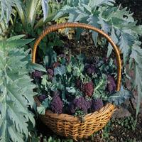Broccoli Extra Early Purple Sprouting \'Rudolph\' (Seeds) - 1 packet (100 broccoli seeds)