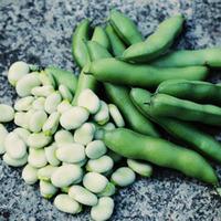 Broad Bean \'The Sutton\' (Seeds) - 1 packet (30 broad bean seeds)