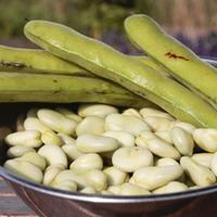 Broad Bean \'Aquadulce Claudia\' (Seeds) - 1 packet (30 broad bean seeds)