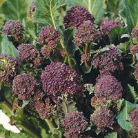 Broccoli \'Early Purple Sprouting\' (Purple Sprouting) (Seeds) - 1 packet (200 broccoli seeds)