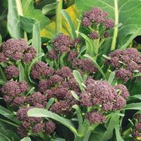 Broccoli \'Summer Purple\' (Purple Sprouting) (Seeds) - 1 packet (125 broccoli seeds)