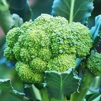 Broccoli \'Belstar\' F1 Hybrid (Calabrese) (Seeds) - 1 packet (50 broccoli seeds)