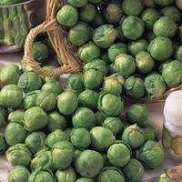 Brussels Sprout \'Bedford\' (Seeds) - 1 packet (100 Brussels sprout seeds)