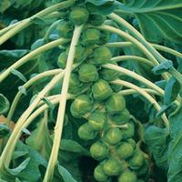 Brussels Sprout \'Brilliant\' F1 Hybrid (Seeds) - 1 packet (30 Brussels sprout seeds)