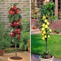 Braeburn Apple & Doyenne du Comice Pear 2 Fruit Trees 9cm Pot