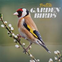 British Garden Birds Mini Calendar 2016
