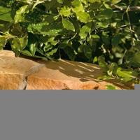 bradstone natural sandstone walling modac coping edging 450 x 160 x 40 ...