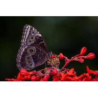 butterfly garden tour in monteverde