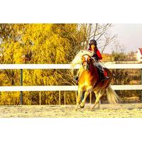 Bucharest Horse Riding Experience