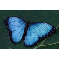 butterfly and fauna garden at danaus eco center