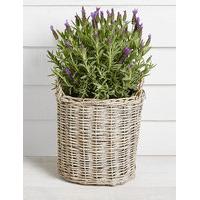 Butterfly Lavender Patio Basket