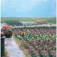 Busch 1205 H0 120 Roses