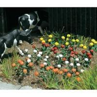 Busch 8105 N 120 Roses