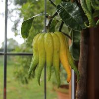 Buddhas Hand Tree Gift