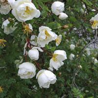 Burnet rose (Hedging) - 100 bare root hedging plants