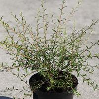 Buddleja alternifolia (Large Plant) - 1 x 10 litre potted buddleja plant