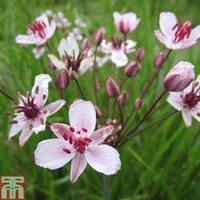 Butomus umbellatus (Marginal Aquatic) - 3 x 9cm potted butomus plants