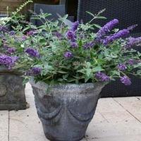 Buddleja Free Petite \'Blue Heaven\' (Large Plant) - 3 x 1 litre potted buddleja plants