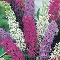 buddleja davidii mixed 1 packet 75 buddleja seeds