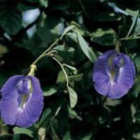 Butterfly Pea - 1 packet (20 seeds)