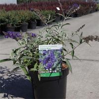 Buddleja davidii \'Adonis Blue\' (Large Plant) - 1 x 3.6 litre potted buddleja plant