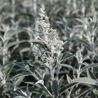 buddleja silver anniversary large plant 1 x 10 litre potted buddleja p ...