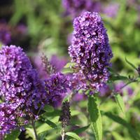 buddleja davidii purple emperor large plant 1 x 10 litre potted buddle ...