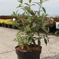 Buddleja \'Argus Velvet\' (Large Plant) - 1 x 3.6 litre potted buddleja plant