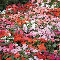 Busy Lizzie \'Accent Mixed\' (Garden Ready) - 30 busy lizzie garden ready plants